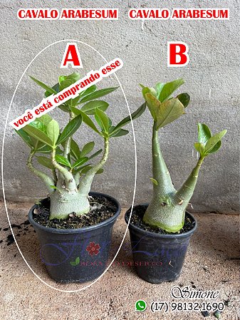 Kit de cavalos arabesum P15 G multigalhos