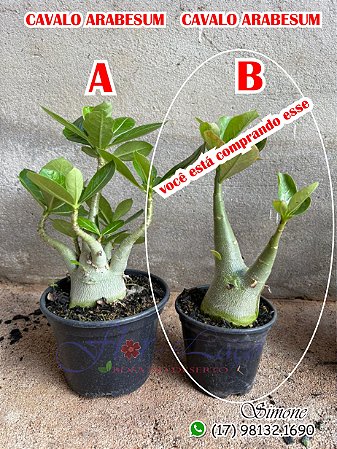 Kit de cavalos arabesum P11 galho duplo