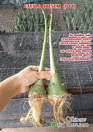 Cavalo obesum P11 cruzamentos entre cores roxo e vermelha