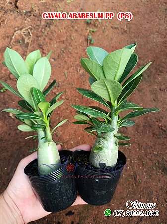 Futuros Cavalos arabesum P8