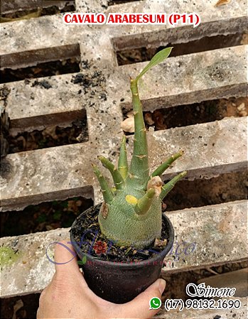 Cavalos Arabesum P11 com galhos laterais