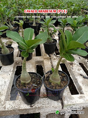 Cavalo arabesum galho único P11