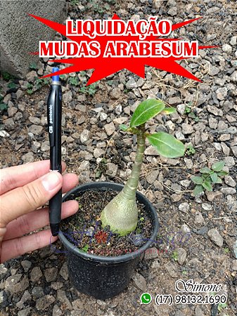Mudas arabesum em LIQUIDAÇÃO - ATENÇÃO NA DESCRIÇÃO