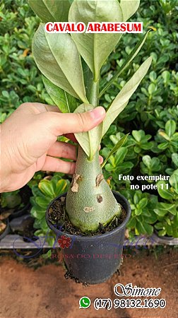 Cavalos Arabesum PORTE MÉDIO