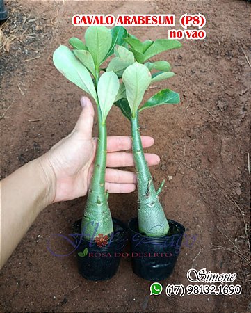 Cavalos arabesum no pote 8