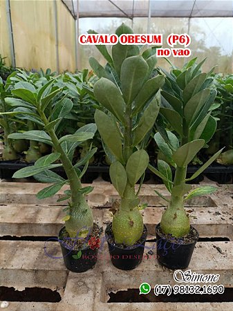 Cavalo obesumno pote 6