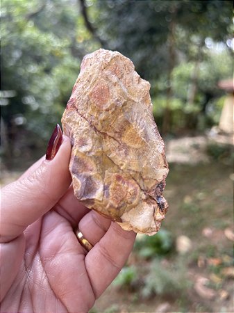 Olho de Pássaro Bruto