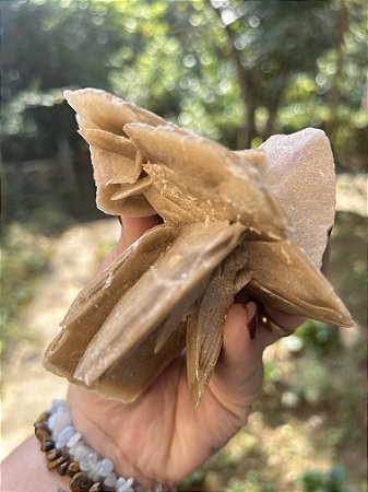 Rosa do Deserto - Modelo Colecionador.