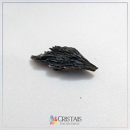 Vassourinha De Bruxa Média