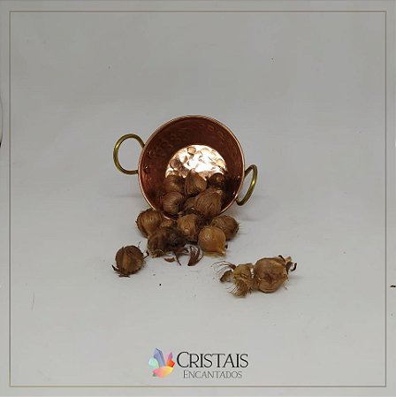 Bulbo de trevo de quatro folhas (unidade)
