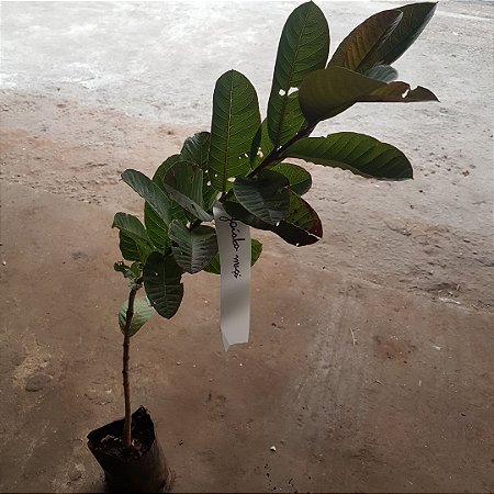 muda de goiaba maçã clonada - deliciosa rarissima