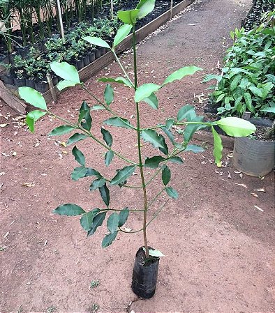 Muda frutiferas de Bacupari Garcinia gardneriana