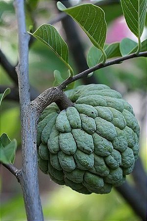 Muda de fruta do conde (Annona squamosa)