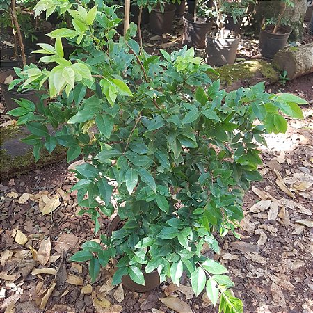 Muda de Jabuticabeira hibrida precoce produz rapido