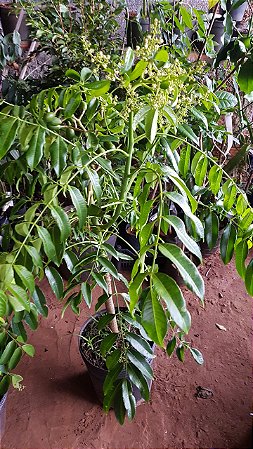Muda Frutiferas Grandes de Cajamanga Anao Produzindo Muito