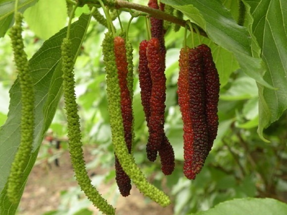 Muda De Amora Paquistanesa Enxertada Produzindo, Muito Doce E Suculenta