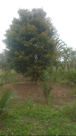 Arvore Jabuticabeira Olho de Boi Produzindo Muito Frutos Gigantes