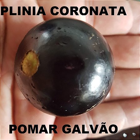 Jabuticabeira Olho de Boi (Plinia coronata) Coroada
