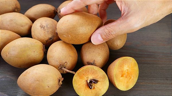 Muda Sapoti Alano Enxertado Produz Precocemente fruta muito doce