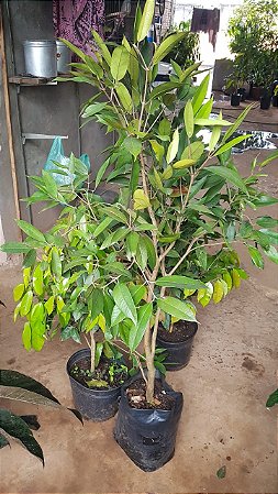 MUDA DE CAMBUCA (JABUTICABA AMARELA) Plinia edulis 1,5 MT