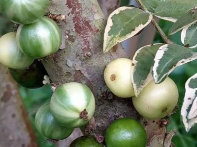 Jabuticabeira Variegata Olho de Boi Paulista enxertada Mudas Novas