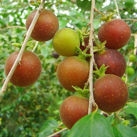 Muda De Dovyalis Doce (Clonada) Produzindo exotica e e rara