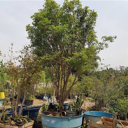 Árvore de jabuticaba sabará Rajada produzindo muito 4 mts ( Myrciaria cauliflora )