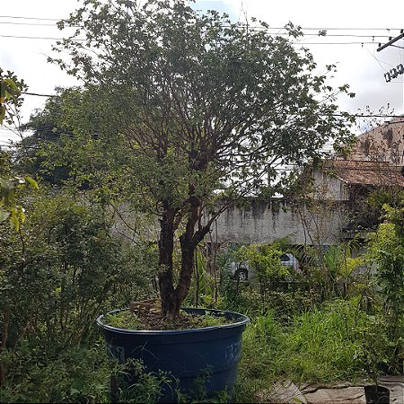 Arvore de jabuticaba (jabuticabeira) hibrida produzindo muito