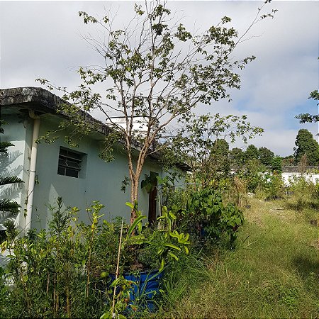 Arvore de jabuticaba - jabuticabeira -sabará produzindo