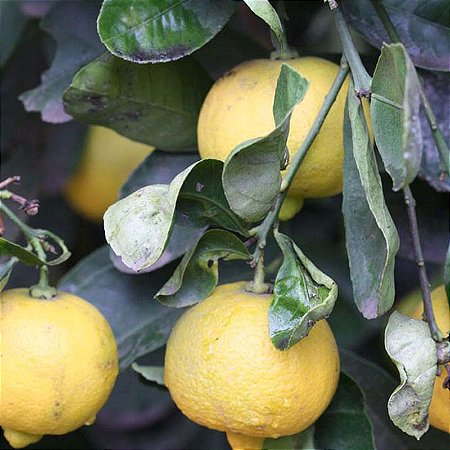 Muda Limão Doce Enxertado Logo Produz mousami