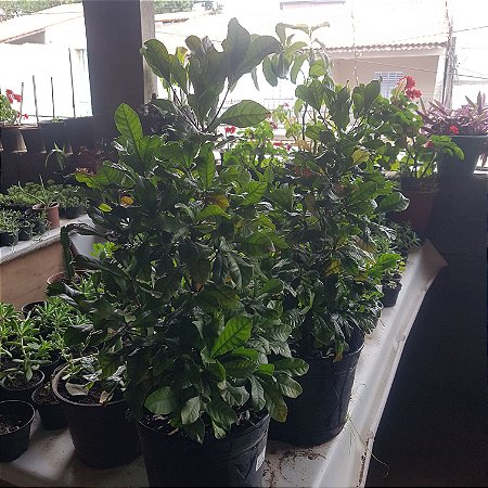 Muda de Fruta Do Milagre Produzindo Sideroxylon dulcificum rara é excelente engana o paladar