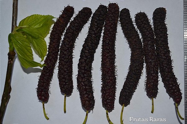 Mudas  De Amora Paquistanesa Clonada Produzindo
