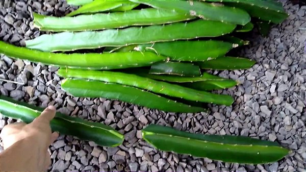 Mudas Pitaya Vermelha, branca ou amarela (gratis) 1,00 só p/ colocar aqui