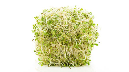 BROTO DE ALFAFA - BANDEJA