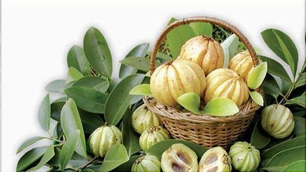 Chá de garcinia fruto 100g