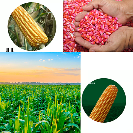 3 unidades - 5.000 Sem. Milho Agroceres Transgênico Ag 8088 Vt Pro Fraci