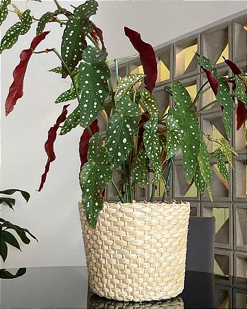 Cesto Artesanal | Palha de Milho