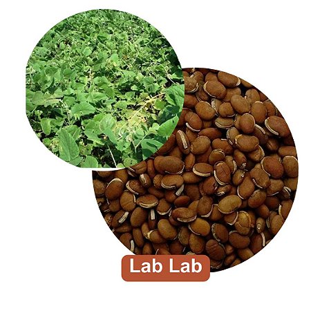 Sementes de Lab Lab