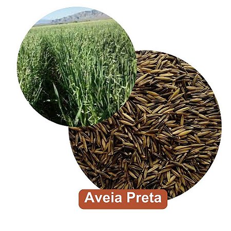Sementes de Aveia Preta
