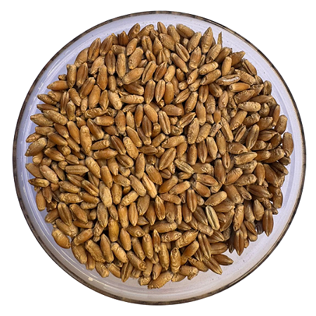 Sementes de Triticale