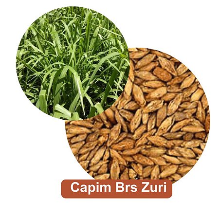 Sementes de Capim Brs Zuri