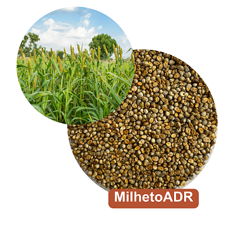 Semente de Milheto ADR 9060