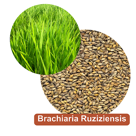 Sementes de Brachiaria Ruziziensis
