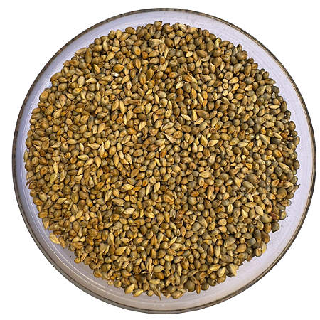 Sementes de Milheto BRS 1501