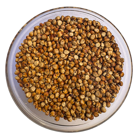 Sementes de Sorgo Forrageiro