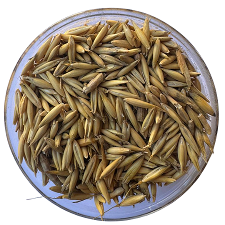 Sementes de Aveia Branca