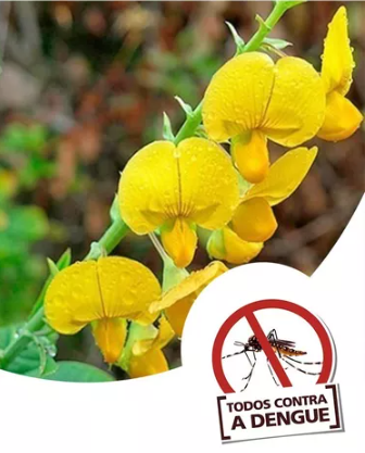 100 Gramas de Sementes de Crotalaria Contra Dengue