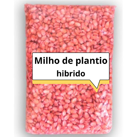 Semente Milho de Plantio 1kg Transgênico - Hibrido
