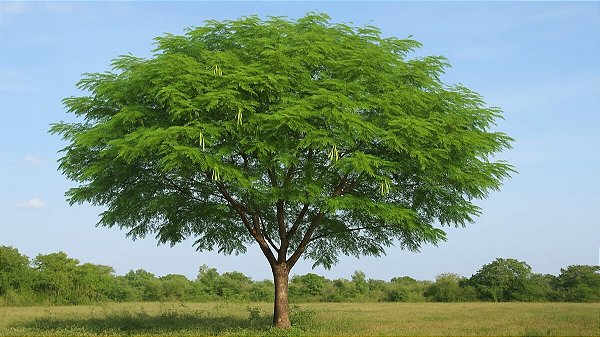 1.000 Sementes de Leucena