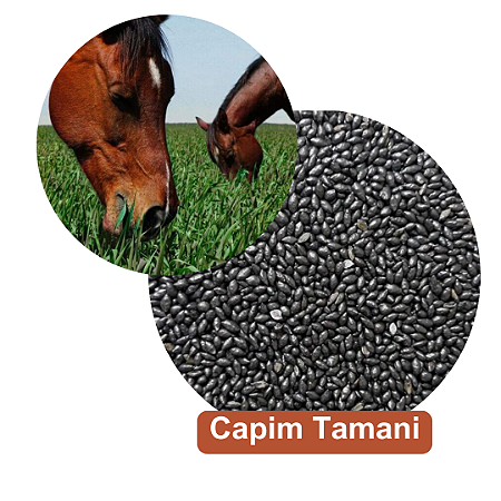 Semente de Capim Tamani Equinos